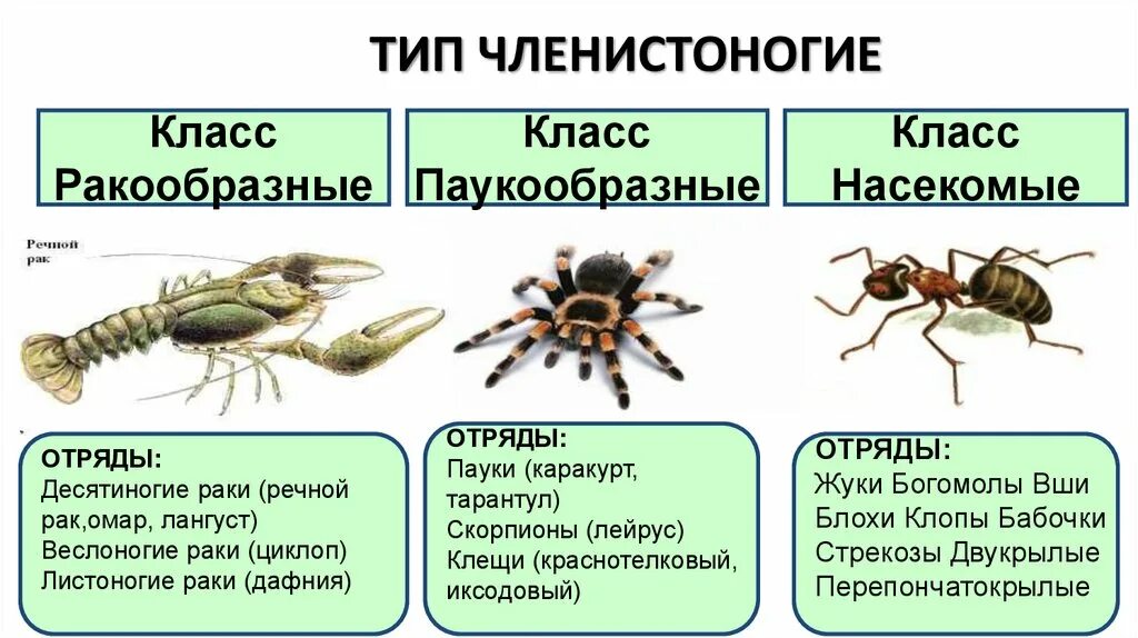 Перечисли паукообразных. Членистоногие ракообразные паукообразные насекомые. Классы членистоногих 7 класс биология. Биология 7 класс Членистоногие паукообразные. Представители членистоногих 7 класс.