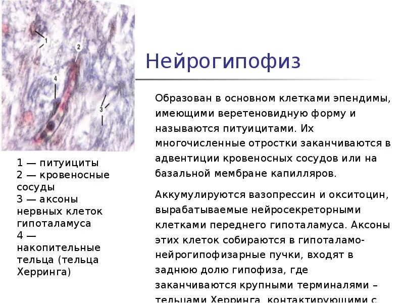 Состоят из многоядерных веретеновидных клеток. Нейрогипофиз питуициты. Нейрогипофиз гистология. Питуициты гистология. Веретеновидные клетки.