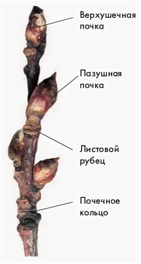 Побег придаточные почки. Побег придаточные почки. Верхушечные почки растений. Верхушечные боковые пазушные придаточные почки. Боковые и придаточные почки.