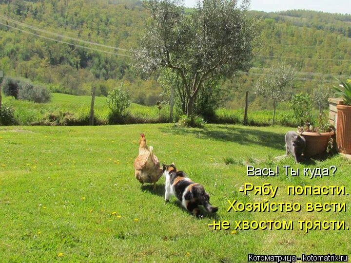 дом вести не рукавом трясти. хозяйство вести не хреном трясти. поговорки про дом. колодец карикатура. хозяйство вести не хреном трясти.