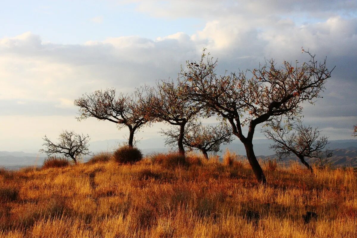 Дерево ситтим. Степные деревья Крыма. Африканский Вельд. Сухое дерево.
