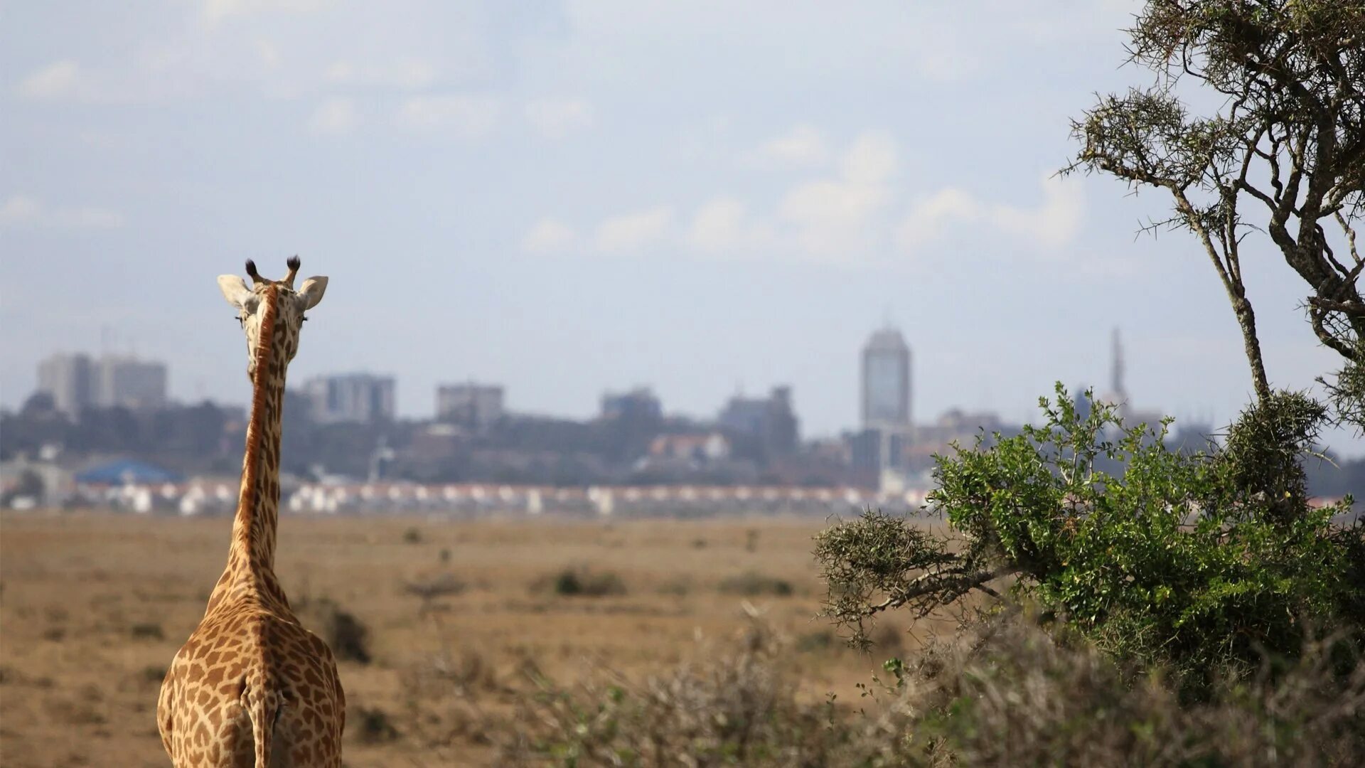 Trip africa. Пустыня Найроби. Жираф центр в Найроби. Кения парк Найроби. Восточная Африка природа.