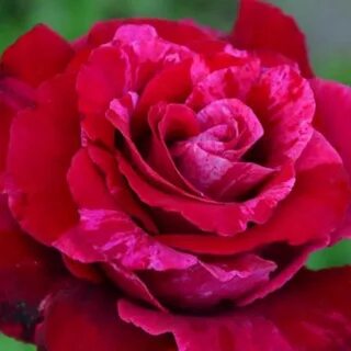 Van rose