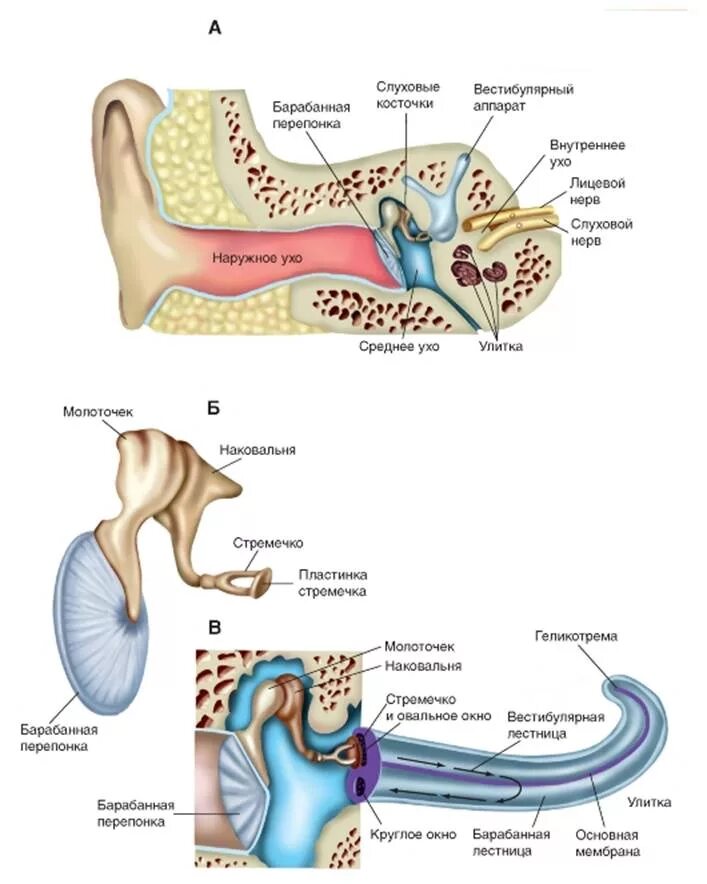 Слуховой аппарат внутреннего уха анатомия. Слуховой аппарат внутреннее строение. Схема строения слухового аппарата. Слуховой аппарат схема уха. Улитка и слуховой нерв