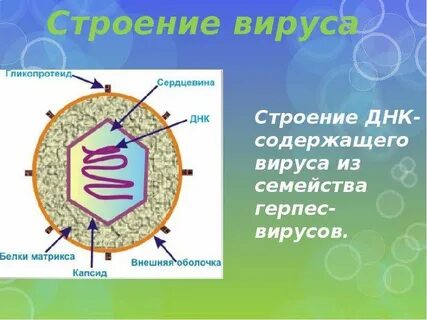 Зарисуйте строение простого и сложного вируса