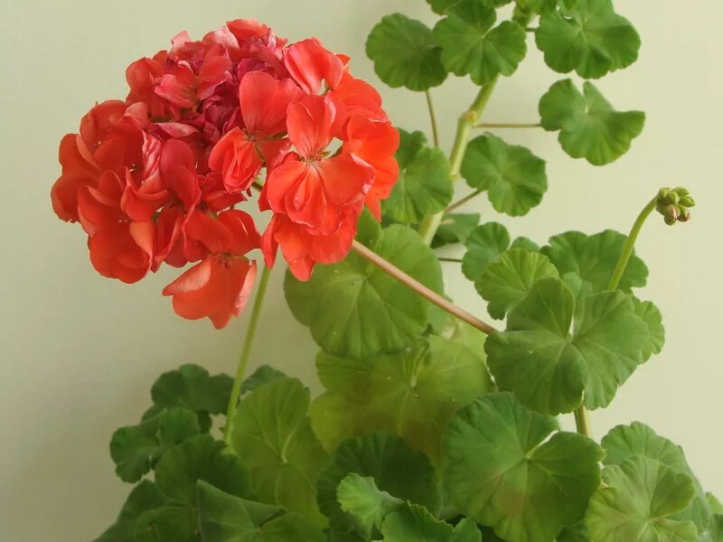 пеларгония зональная. родина цветка пеларгония. герань по другому как называется. родина герани пеларгонии. пеларгония зональная d13.