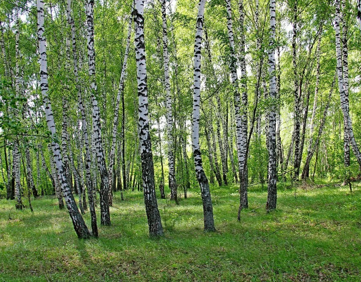 Природное сообщество березовый лес. Березовая роща Якутии. Березовая роща Барнаул. Березовая роща Сергиев Посад. Березовая роща Кострома.