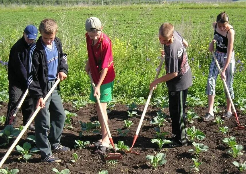 Видео работают дети. Школьники на огороде. труд в огороде. дети трудятся на огороде. люди трудятся в огороде.