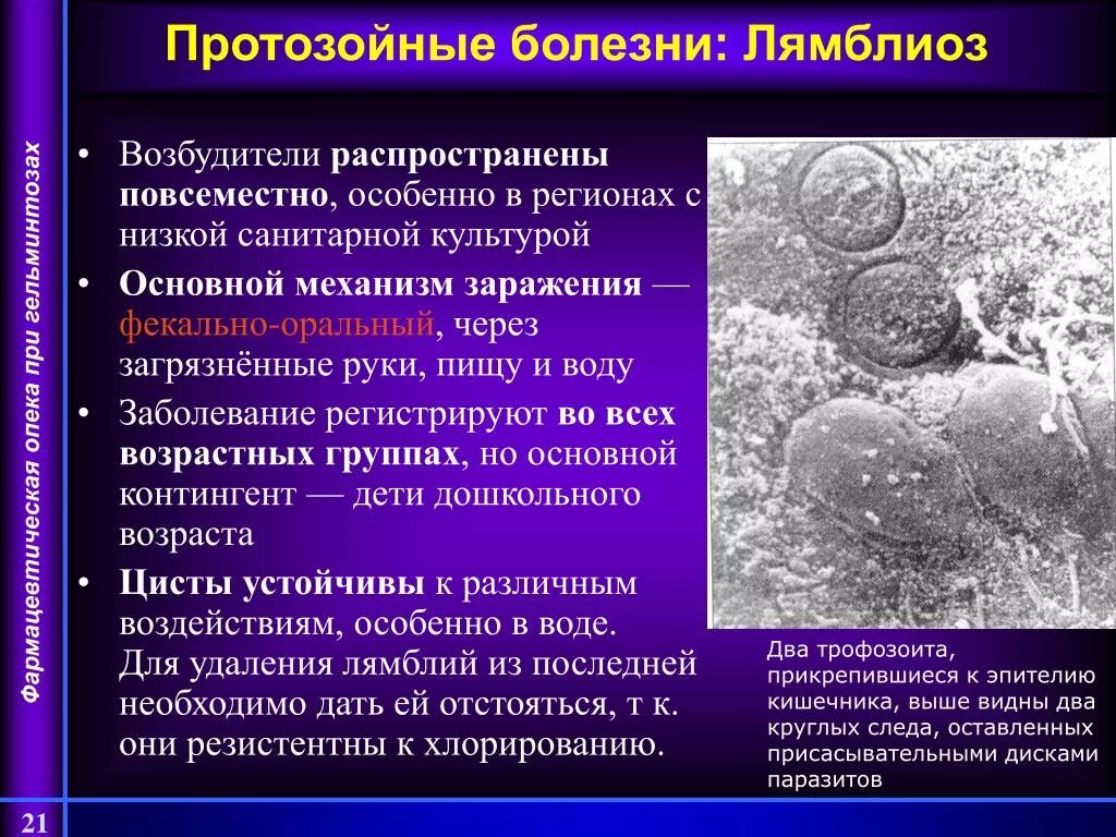 Протозойные инфекции. Возбудители протозойных инфекций. Возбудитель протозоцных заболеваний.