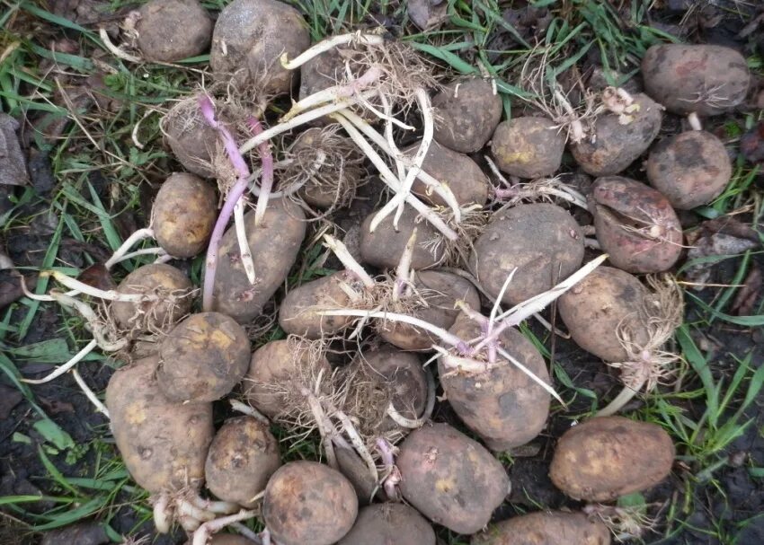 Клубень картофеля и ус садовой земляники. Картофель размножается клубнями. Ростки картофеля. Прошлогодняя картошка. Размножение картофеля ростками.