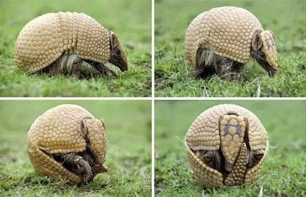 The Armor of Survival: Unveiling the Secrets of the Three-Banded Armadillo. - Yo