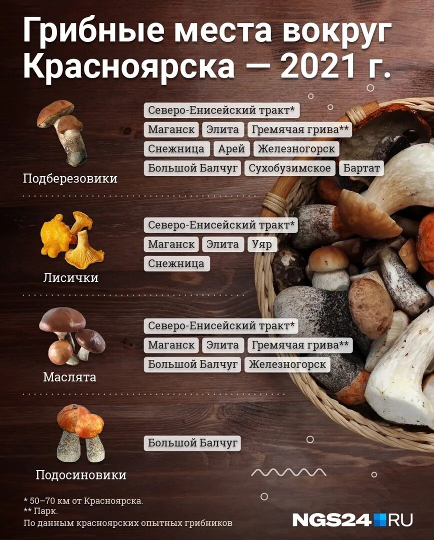 Грибники красноярска. Грибники красноярска. Опята в красноярском крае. Грибники красноярска. Грибники красноярска.