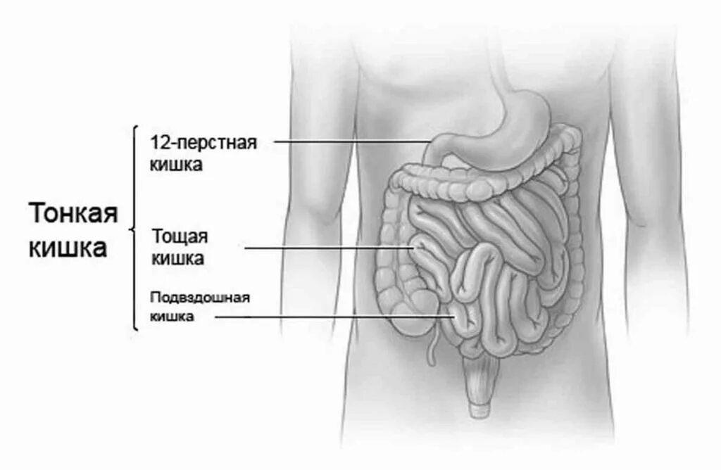 Тощая кишка