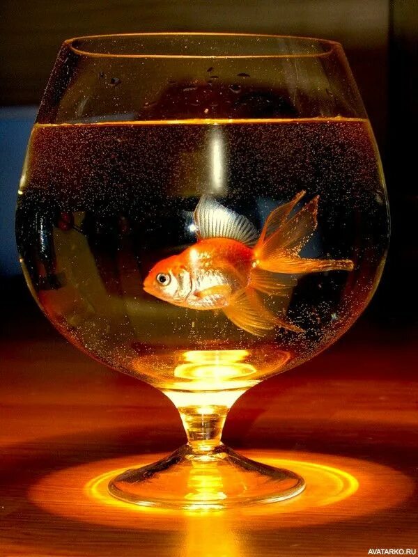 С днем рождения рыбка картинки. С днём рождения зодотпя рыбка. Исполнение желаний. С днём рождения Золотая рыбка. Рыбка в бокале.