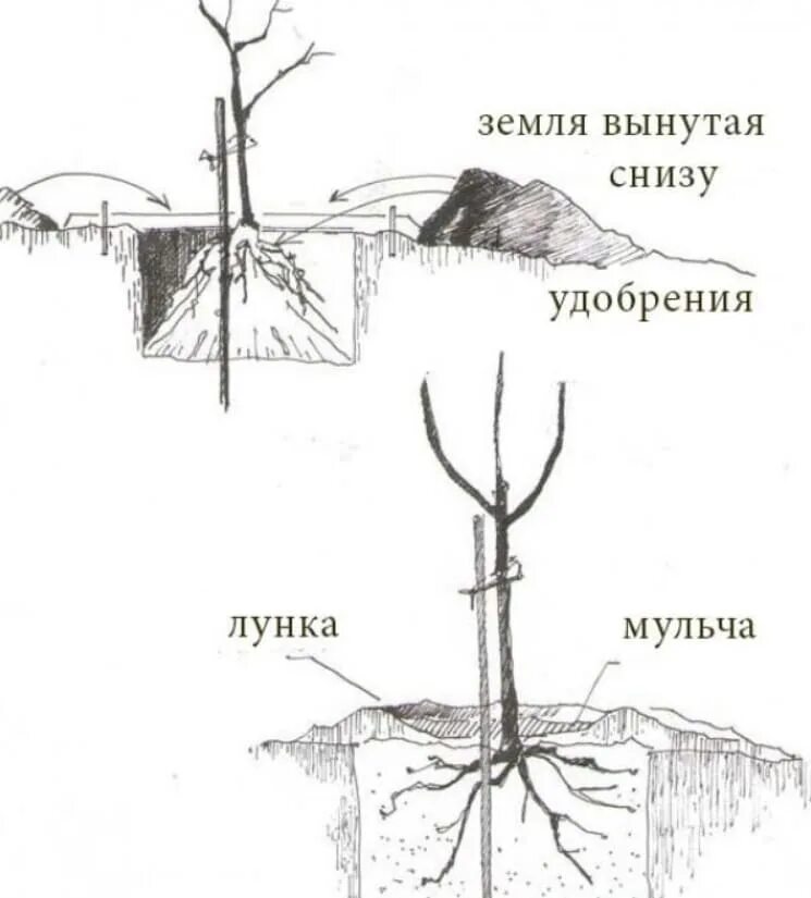Как сажать черешню