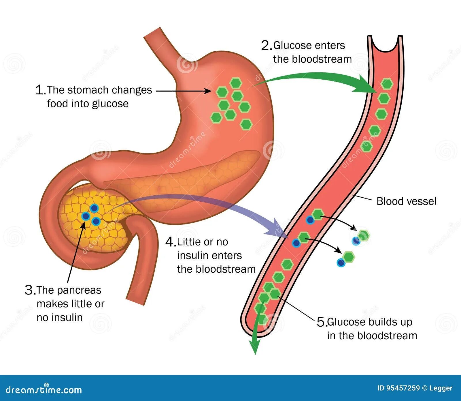 Инсулин в крови. Инсулин попадает в кровь. Поджелудочная и инсулин. Глюкоза и поджелудочная железа.