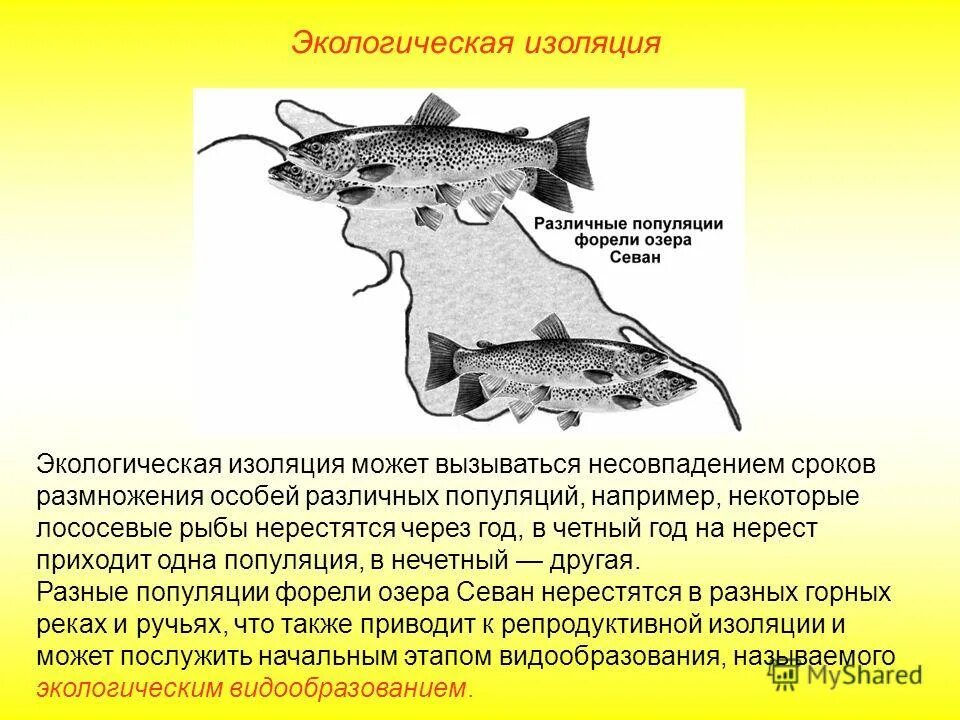 популяции форели в озере севан. севанская форель экологическая изоляция. экологическая изоляция форели в озере севан. популяции севанской форели. экологическая изоляция это в биологии.