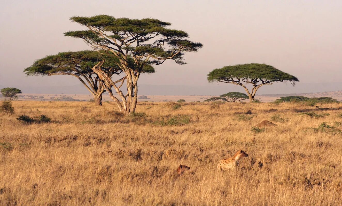 Саванной восточной африки. Национальный парк Серенгети Танзания. Кения Саванна. Миомбо в Танзании.