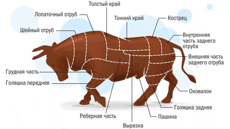 Схема разделки говядины на отрубы. Схема разделки быка. Схема разделки туши быка. Бык части туши.