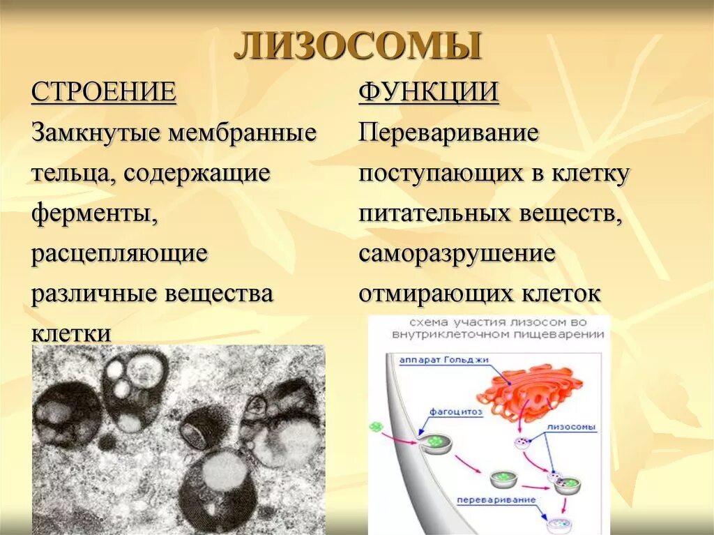 В состав каких клеток входит лизосома. Строение органоида лизосомы. Лизосомы структура и функции. Лизосома функции органоида. Лизосомы строение и функции.