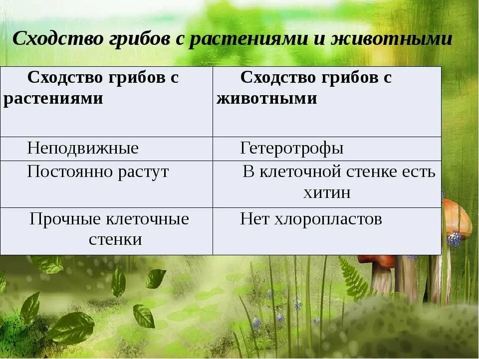 Назовите сходства. Сходство и различие грибов с растениями и животными 5 класс биология. Сходство грибов с растениями. Черты сходства грибов с растениями. Сходство грибов с растениями и животными.