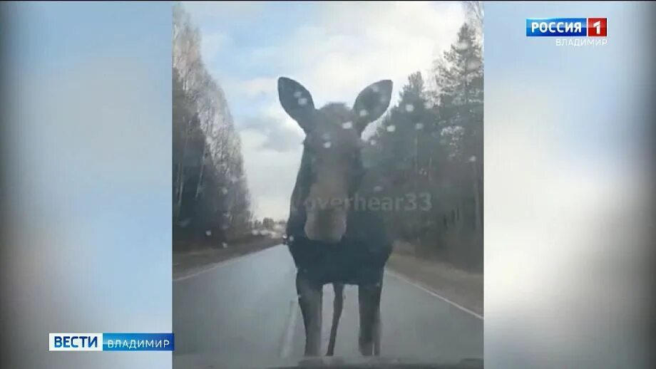 Лось остановился. Лось лосиха лосенок. Лось Автомобилист.