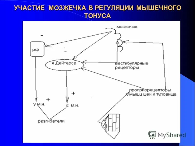 механизмы регуляции движения. продолговатый мозг в регуляции мышечного тонуса. регуляция тонуса мышц схема. центры регуляции в мозжечке. виды мышечного тонуса в зависимости от уровня центральной регуляции.