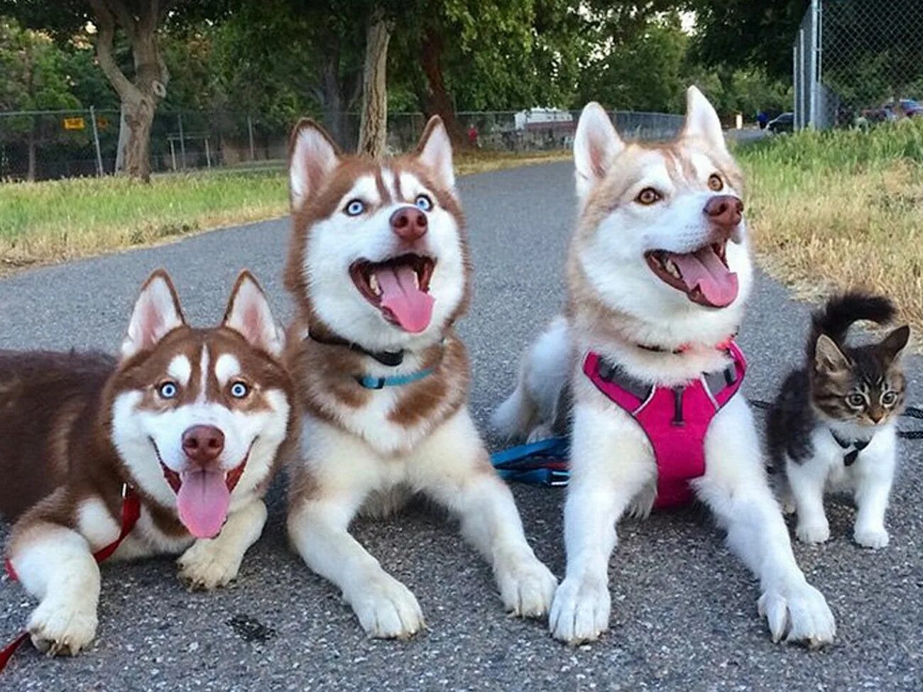 Кошка лайка. Хаски ;3;3. сибирский хаски +кошка. кот среди собак. кошка рози и хаски.