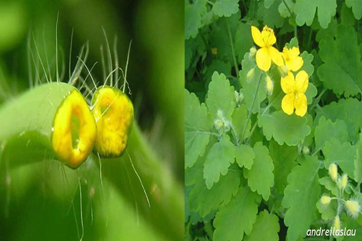 Чистотел большой (Chelidonium majus l.). Куриная слепота и чистотел. Чистотел соцветие. Лютик и чистотел отличия.