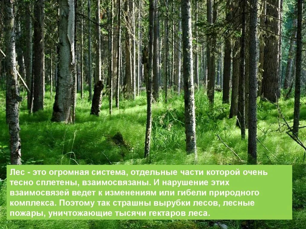 Расскажи о каком либо природном сообществе. Доклад про лес. Презентация на тему лес. Леса для презентации. Природное сообщество лес.