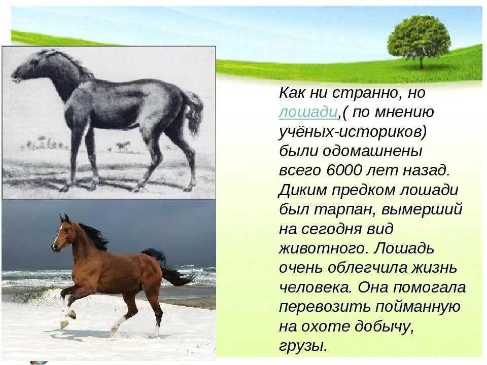 Доклад про лошадь. Доклад на тему домашние животные лошадь. Доклад про коня. Сообщение о домашнем животном лошадь.