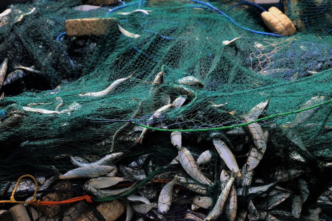 Браконьерство рыбы. Сети для рыболовства. Рыбы в браконьерской сети. Рыбная ловля сетями.