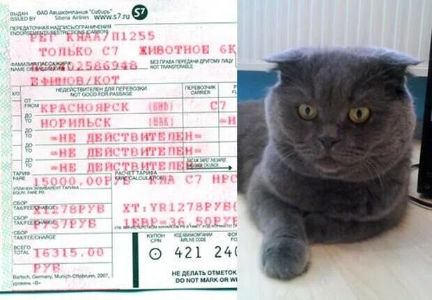 Билет на самолет для кота. Билет на кота в поезде. Кот с билетом. Котик с билетом на самолет. Купить билет на кошку