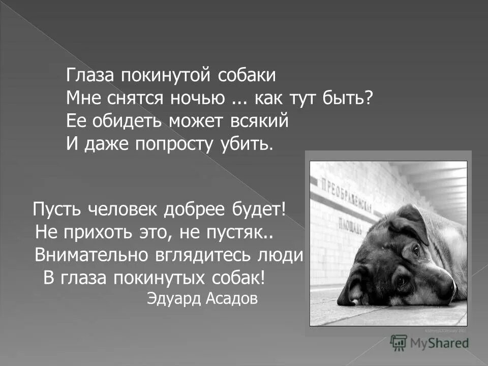 лозунги в защиту бездомных животных. мой тигр. стихи про бездомных живот. не убивайте люди добрые. не зли меня прикольные.