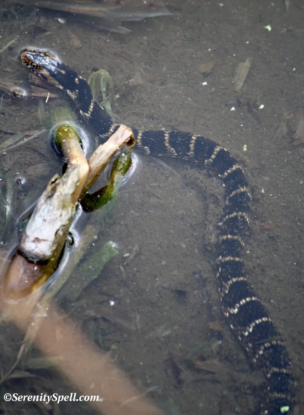 Водяной уж бычколов. Гадюка водоплавающая. Змея в воде. Водяные змеи.