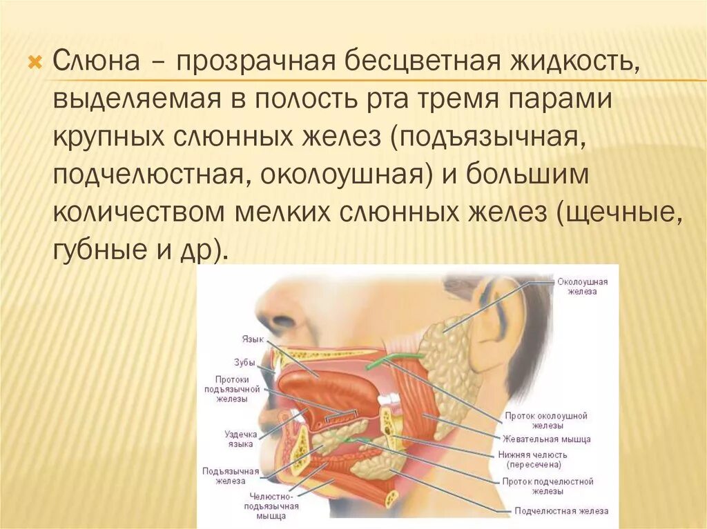 О чем говорит слюна. Подчелюстная слюнная железа анатомия. Околоушные подъязычные и подчелюстные железы. Слюнные железы ротовой полости. Слюнные железы подчелюстная и подъязычная.