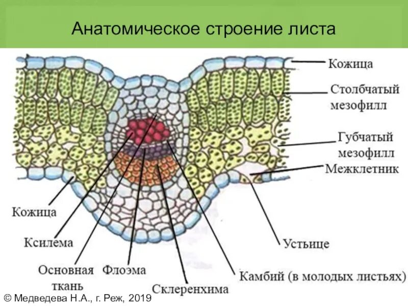 Микрофотография среза листа. Ткани растений поперечный срез листа. Внутреннее строение листа ткани. Поперечный срез листа строение. Поперечный срез листовой пластинки фикуса.