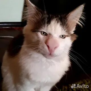 Трансильванская кошка