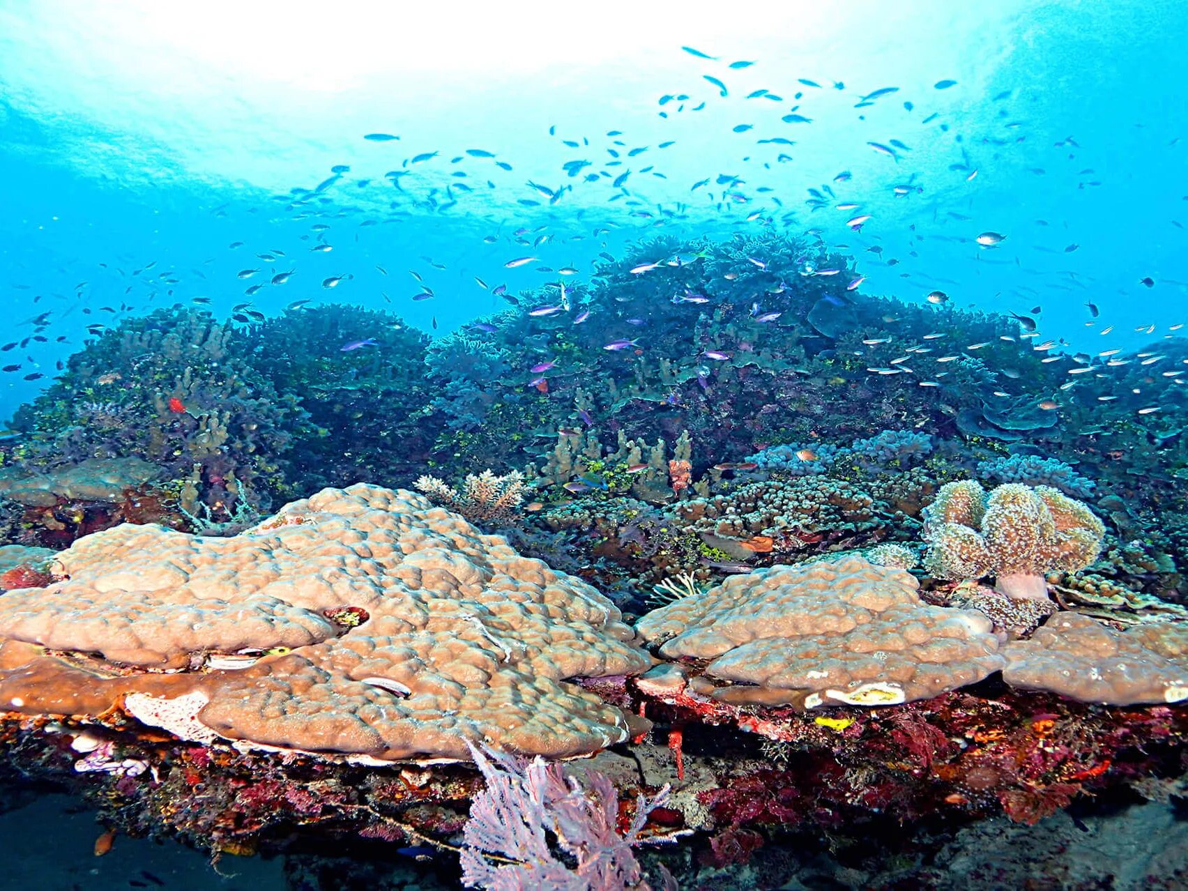 Коралловые рифы описание. Большой Барьерный риф Австралия. Коралловый риф в Австралии. Биогеоценоз большой Барьерный риф. Большой Барьерный риф наследие ЮНЕСКО.