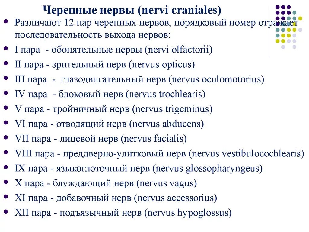 1 4 черепные нервы. 12 Пар черепно-мозговых нервов на латинском языке. 12 Пар черепно мозговых нервов. 12 Пар черепных нервов анатомия. Черепные нервы 12 пар.