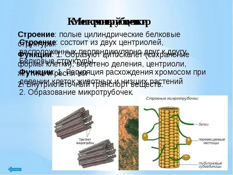 Какая структура образована микротрубочками