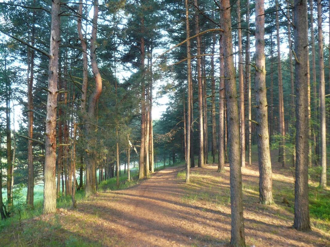 сосновый лес в подмосковье. сосновый бор в подмосковье лес. подмосковный леслес. московская область сосновый бор сосновый бор. сосновый бор лес брянская область.