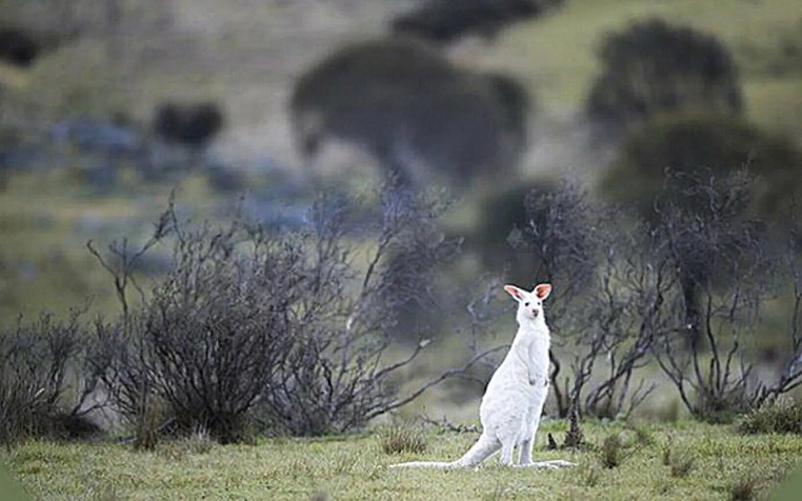 Кенгуру альбинос. Серый кенгуру. Альбиносы в Австралии. Кенгуру окрасы белый.