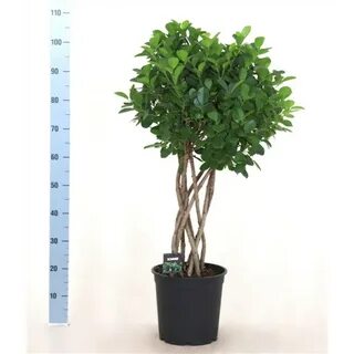 Фикус мокламе