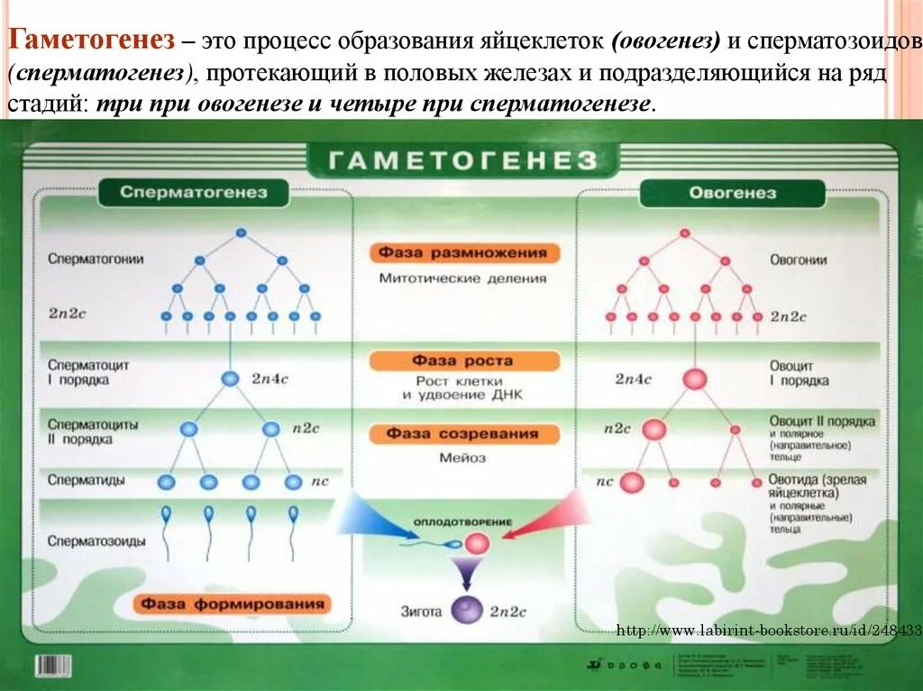 Гаметогенез и сперматогенез. Таблица гаметогенез 10 класс биология. Фаза созревания овогенеза. Образование половых клеток гаметогенез таблица. Стадия созревания гаметогенеза.