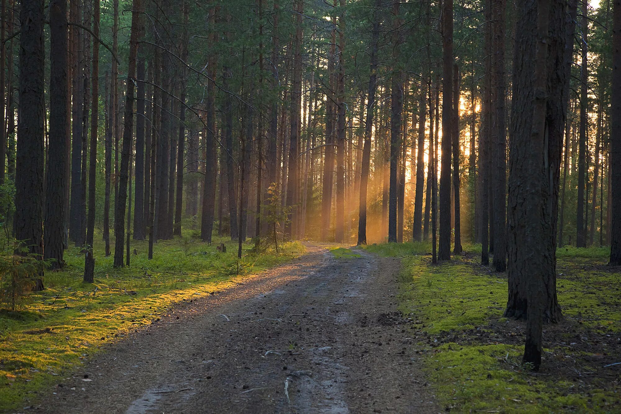 лесная дорога. прогретый лес. лес тайга сибирь. глубокий лес. тихий лес.