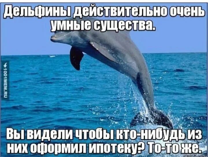 Если море было пивом я б дельфином. Дельфины приколы. Мемы про дельфинов. Шутки про дельфинов. Дельфины умные.