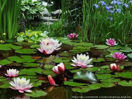 Flower pond
