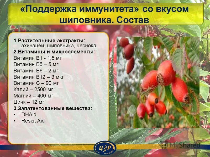 Шиповник витамины. Шиповник витамины и микроэлементы. Полезное растение шиповник. Шиповник микроэлементы. Шиповник польза и вред для здоровья краткое содержание.