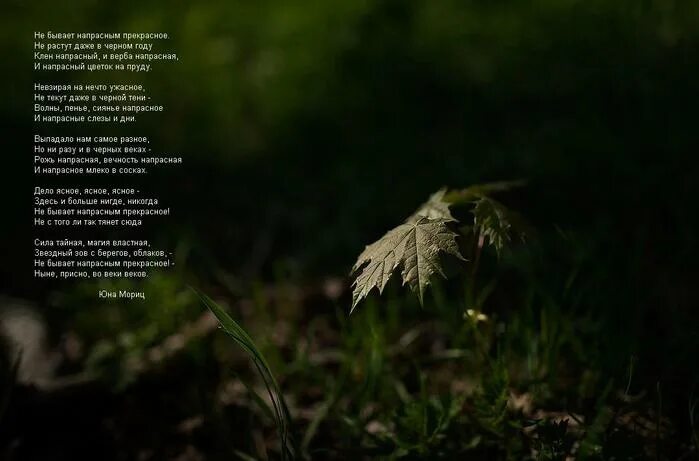 бывать напрасно. не бывает напрасным прекрасное. не бывает напрасным прекрасное. стих я буду ждать тебя. бывать напрасно.